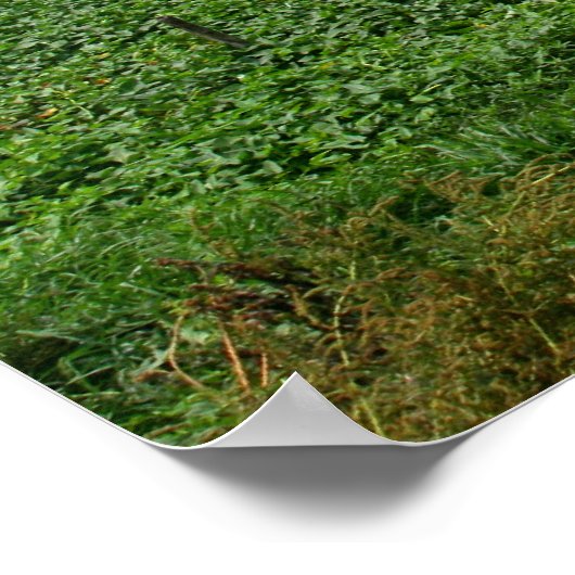 rijstvelden in cambodja poster (Hoek)