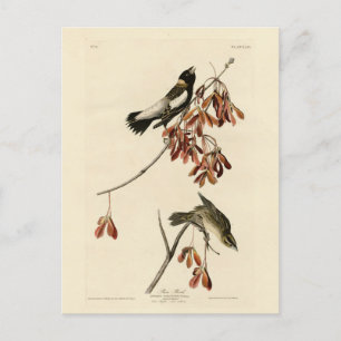 Rijstvogel (Bobolink) - Amerikaanse vogels van Aud Briefkaart