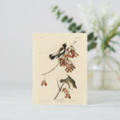 Rijstvogel (Bobolink) - Amerikaanse vogels van Aud Briefkaart (Staand voorkant)