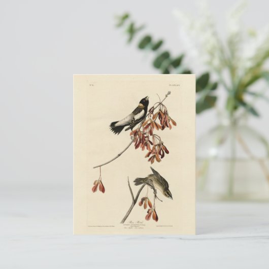 Rijstvogel (Bobolink) - Amerikaanse vogels van Aud Briefkaart (Staand voorkant)