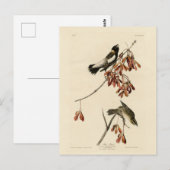 Rijstvogel (Bobolink) - Amerikaanse vogels van Aud Briefkaart (Voorkant / Achterkant)