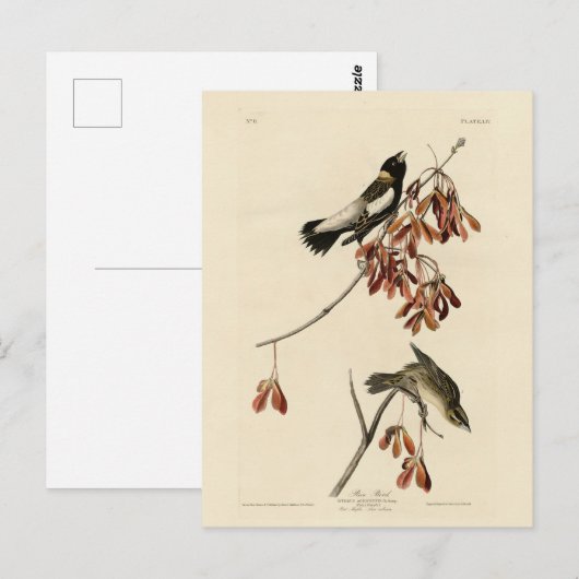 Rijstvogel (Bobolink) - Amerikaanse vogels van Aud Briefkaart (Voorkant / Achterkant)