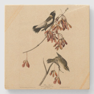 Rijstvogel (Bobolink) - Amerikaanse vogels van Aud Stenen Onderzetter
