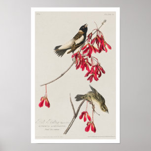 Rijstvogel van Audubon Poster