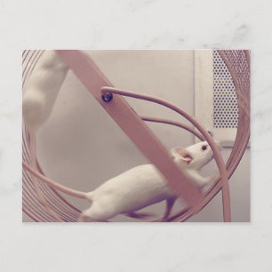 Rijwielmolen Briefkaart