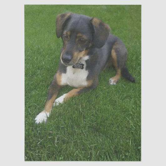 Riley Tissuepapier (Voorkant)