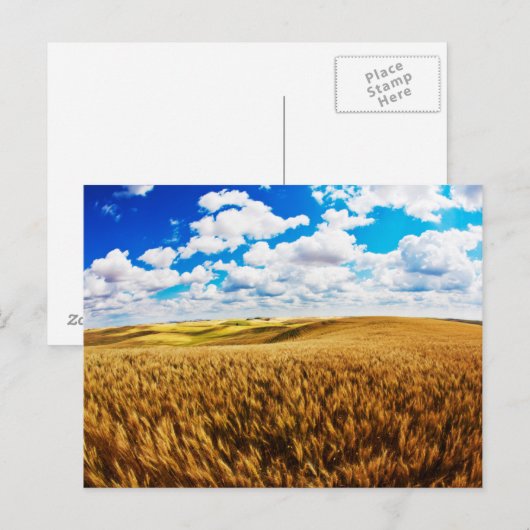 Rillingen van rijpe tarwe briefkaart (Voorkant / Achterkant)