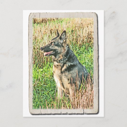 Rin Tin Tin tribute briefkaart (Voorkant)