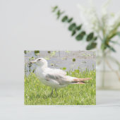 Ring Bled Gull Photo Briefkaart (Staand voorkant)