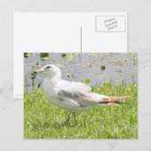 Ring Bled Gull Photo Briefkaart (Voorkant / Achterkant)