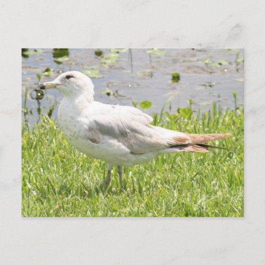 Ring Bled Gull Photo Briefkaart (Voorkant)