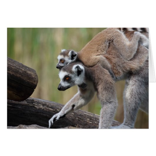 Ring-getrainde Lemur moeder en Baby (Voorkant Horizontaal)