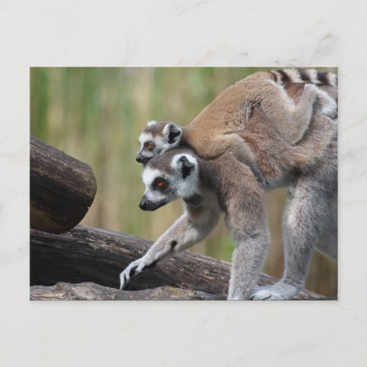 Ring-getrainde Lemur-moeder en -Baby Briefkaart (Voorkant)