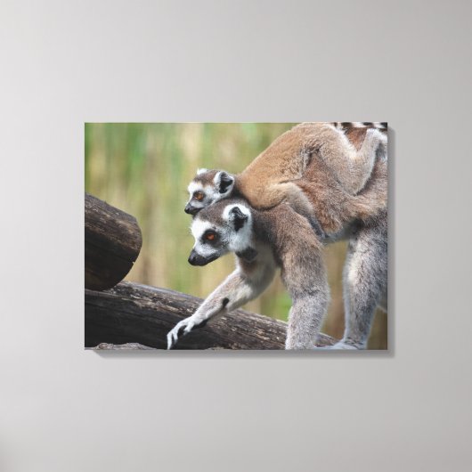 Ring-getrainde Lemur moeder en Baby Canvas Afdruk (Voorkant)