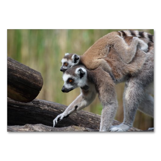 Ring-getrainde Lemur moeder en Baby Kaart (Voorkant)