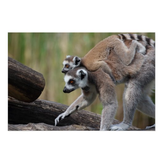 Ring-getrainde Lemur moeder en Baby Perfect Poster (Voorkant)