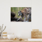 Ring-getrainde Lemur moeder en Baby Poster (Keuken)