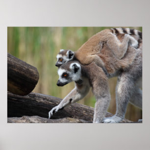 Ring-getrainde Lemur moeder en Baby Poster