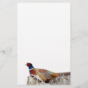 Ring-hals fazant foto briefpapier papier