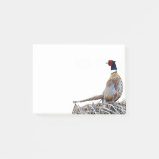 Ring-hals fazant foto notities post-it® notes