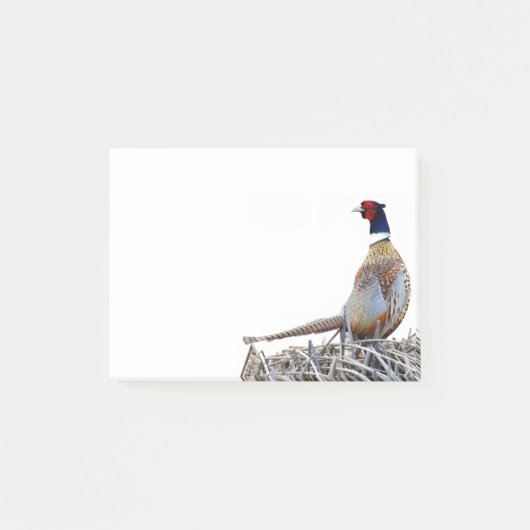 Ring-hals fazant foto notities post-it® notes (Voorkant)