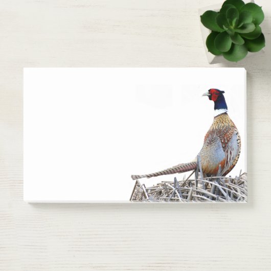 Ring-hals fazant foto Post-it notities Post-it® Notes (Kantoor)