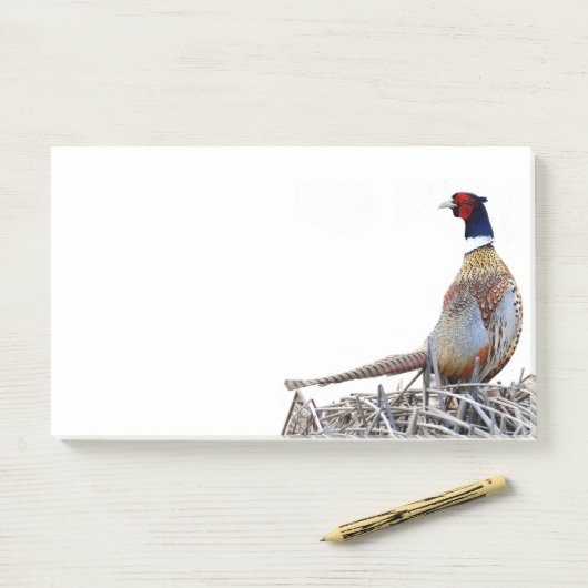 Ring-hals fazant foto Post-it notities Post-it® Notes (Op bureau)