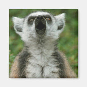 Ring-Knipper Lemur Magneet