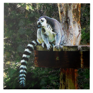 Ring-Knipper Lemur Tegeltje