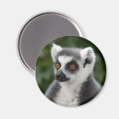 Ring Lemur magneet (Voorkant / Achterkant)