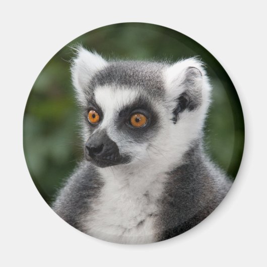 Ring Lemur magneet (Voorkant)