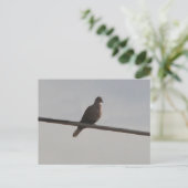 Ring Neck Dove Briefkaart (Staand voorkant)