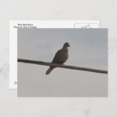 Ring Neck Dove Briefkaart (Voorkant / Achterkant)