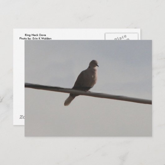 Ring Neck Dove Briefkaart (Voorkant / Achterkant)