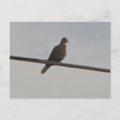 Ring Neck Dove Briefkaart (Voorkant)