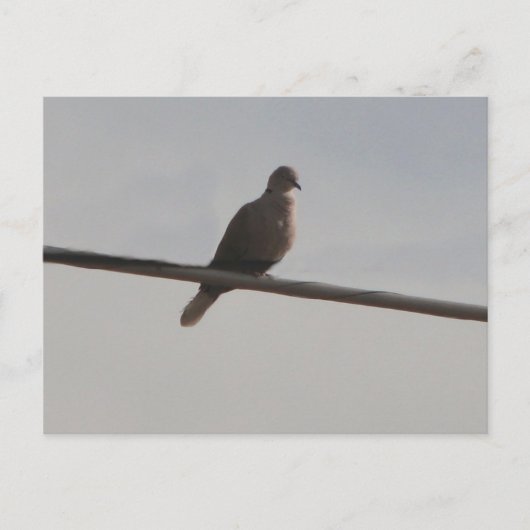 Ring Neck Dove Briefkaart (Voorkant)
