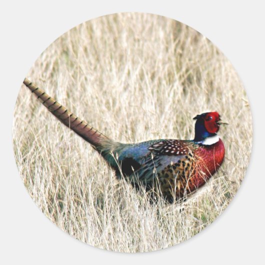 Ring Neck Pheasant in Meadow Ronde Sticker (Voorkant)