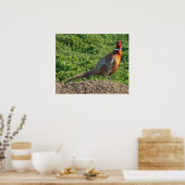 Ring Neck Pheasant Poster (Keuken)
