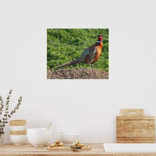 Ring Neck Pheasant Poster (Keuken)