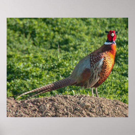 Ring Neck Pheasant Poster (Voorkant)