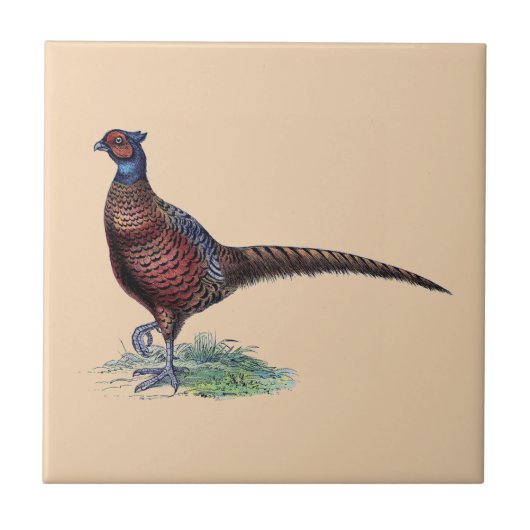 Ring Neck Pheasant Tan Tegeltje (Voorkant)