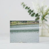 Ring-necked Duck Briefkaart (Staand voorkant)