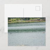 Ring-necked Duck Briefkaart (Voorkant / Achterkant)