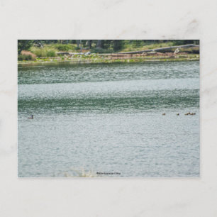 Ring-necked Duck Briefkaart