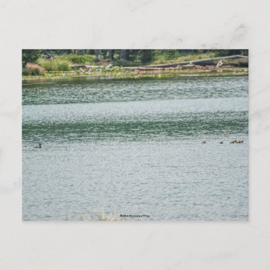 Ring-necked Duck Briefkaart (Voorkant)
