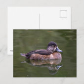 Ring-Necked Duck Briefkaart (Voorkant / Achterkant)
