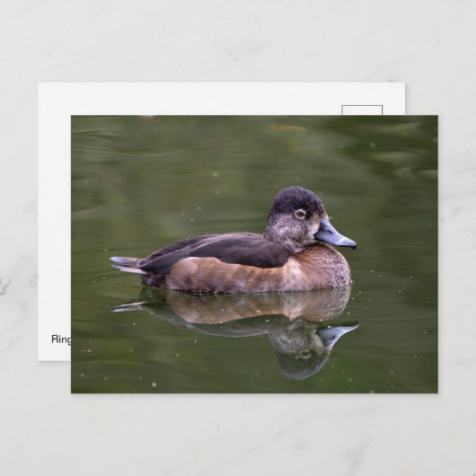 Ring-Necked Duck Briefkaart (Voorkant / Achterkant)