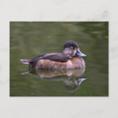 Ring-Necked Duck Briefkaart (Voorkant)