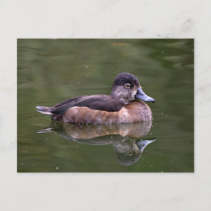 Ring-Necked Duck Briefkaart