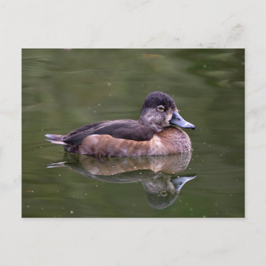 Ring-Necked Duck Briefkaart (Voorkant)